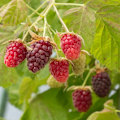 Miniatyrbillede 4 af 4: \"Taybär - Sæt med 3 - Rubus 'Tayberry' - Højde 25-40cm - d9cm\"