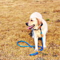 Miniatyrbillede 3 af 10: 180 cm Hundesnor Stærk reb Hundesnor SORT black