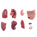 Pikkukuva 5 / 5: Unisex ihmiskehon malli Anatomia Anatomian malli Sisäelimet A 28CM
