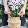 Miniatyrbillede 8 af 8: 5 stk. Støtte til potteplanter, blomsterstøtte, klatrestativ, blomstervinstøtte, stativ til haven 5PCS