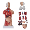 Pikkukuva 1 / 5: Unisex ihmiskehon malli Anatomia Anatomian malli Sisäelimet A 28CM