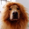 Miniatyrbild 4 av 5: Lejonman Peruk Hund Katt Halloween Kläder Fancy Cosplay SQBB