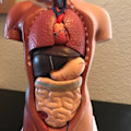 Pikkukuva 4 / 5: Unisex ihmiskehon malli Anatomia Anatomian malli Sisäelimet A 28CM
