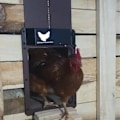 Miniatyrbild 2 av 4: Automatisk hönshusdörr Run Chicken - Vattentät, batteridriven - Perfekt
