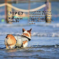 Miniatyrbillede 4 af 5: Meloive Genopladeligt og IP67 Vandafvisende Hundetræningsspor med 800m Rækkevidde, 99 Niveauer af Vibration, Elektrisk Stød, Lydtilstand.