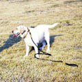 Miniatyrbillede 8 af 10: 180 cm Hundesnor Stærk reb Hundesnor SORT black