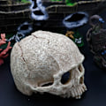 Miniatyrbillede 4 af 5: Halloween simulation menneske kranium skelet statue gotisk bil hjem
