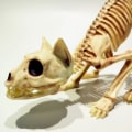 Miniatyrbillede 2 af 5: Halloween Spoof Dekoration Rekvisitter Skelet Kat Skelet