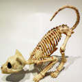 Miniatyrbillede 5 af 5: Halloween Spoof Dekoration Rekvisitter Skelet Kat Skelet