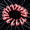 Pikkukuva 5 / 5: Valosarjat, 10 jalkaa 20 LED 3D Plus Twinkle Lights, USB ja Ba