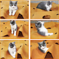 Miniatyrbild 5 av 5: Katt träningsmatta katt borr och bitmatta filt katt agility träning