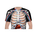 Pikkukuva 2 / 3: Halloween T-paita Rungon Anatomia Sisäelimet T-paita 3D Tulostus C