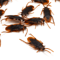 Miniatyrbild 3 av 6: 20-pack plastfalska kackerlackor insektsbus för skämt
