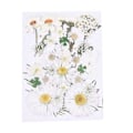 Miniatyrbillede 1 af 5: Tørrede Blomster Kit DIY Trykte Blomster Tørrede Håndværk Ægte Blomster Bogmærke Blomster Dekoration (Vinterhvid)