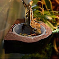 Miniatyrbillede 5 af 5: Vanddispenser til kæledyr Foderbeholdere Bærbare drikkekopper til hvalpe, katte, kaniner og andre små dyr