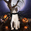 Miniatyrbillede 3 af 5: Kæledyrs Kostume Edderkop Halloween Kæledyrs Cosplay Hund Kat Kostumer Tøj-SortM