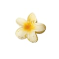 Miniatyrbillede 4 af 5: Hawaiian Flower Hårclips til Kvinder 6 Pakke Blomster Hårclips Plumeria Hårclips til Tyndt Hår Store Hårclips til