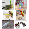 Miniatyrbillede 5 af 5: 3 stk. Papegøjespil Mini Indkøbsvogn Træningsringe Skateboard Stativ Hvileplads til Budgie Parakitter Kakadue Conure Kærlighedsfugl
