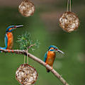 Miniatyrbillede 2 af 4: Legetøj til kæledyrsfugle Tyggelegetøj Fugl Rattan Bold Legetøj Til Papegøje Budgie