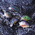 Miniatyrbillede 2 af 5: 5 stk. fiskeblink 6cm 15g mini fiskeblink kunstig hård agn med