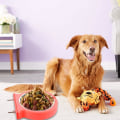 Miniatyrbillede 5 af 5: Rustfrit stål langsom foder hund skål, hvalp fravænning skål kan være U