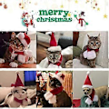 Miniatyrbild 5 av 5: Jultomtekostym för katt med tomteluva och halsduk, julkläder för husdjur, tomteset för kattunge och valp