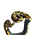 Miniatyrbilde 4 av 5: Nyhet Simulering Slange Armbånd, Skummelt Dyremodell Armbånd, Morsomme Leker for Barn til Fest Halloween Lek (Blod Python)