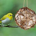 Miniatyrbillede 1 af 4: Legetøj til kæledyrsfugle Tyggelegetøj Fugl Rattan Bold Legetøj Til Papegøje Budgie
