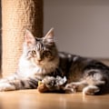 Miniatyrbillede 4 af 5: Interaktivt kattelegetøj til kæledyrsfugle - plyslegetøj til hunde og katte (fugl)
