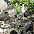 Miniatyrbilde 4 av 5: Hagefigurer Sittende Alver 22cm Engel Statue Hagefigurer Fe