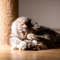 Miniatyrbillede 5 af 5: Interaktivt kattelegetøj til kæledyrsfugle - plyslegetøj til hunde og katte (fugl)