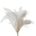 Miniatyrbillede 1 af 5: Hvid Pampasgræs - 10 Pampasgræs Stilke Af Fluffy Pampasgræs Til Bryllup, Hjem Og Begivenhedsdekoration - Dr-WELLNGS