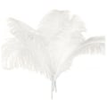 Miniatyrbillede 1 af 3: 10 stk Strudsefjer Bryllup Fest Dekoration Hvid 45-50cm-WELLNGS