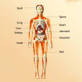 Pikkukuva 4 / 10: Ihmisen torsoanatomian luuranko malli irrotettavilla osilla lapsille, esikouluun ja lääketieteelliseen opetukseen - WELLNGS E