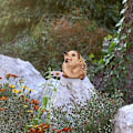 Miniatyrbillede 3 af 5: Udendørs havedekoration, 3 smukke pindsvin statuer - have