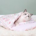 Miniatyrbild 1 av 5: Katt sovplats vinter varm kattsäng japansk kattsovsäck mjuk