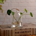 Miniatyrbild 2 av 8: Hängande blomvas i glas, klockformad hydroponisk växtkruka för suckulenter, heminredning