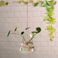 Miniatyrbild 4 av 8: Hängande blomvas i glas, klockformad hydroponisk växtkruka för suckulenter, heminredning