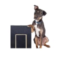 Miniatyrbillede 5 af 5: Hundeklo-Paw Scratch Pad - Filtrimmerbræt Trimning Scratcher Box Emery Sandpapir Filing Scratch