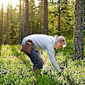Miniatyrbilde 5 av 5: Fôrsøkspose, sammenleggbar Bushcraft-pose, vokset lerret Fôrsøkspose Lærbeltepose Midjepose Sopppose Høsting