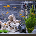 Miniatyrbillede 5 af 5: (60 l, 50 W) Akvarievarmer - Justerbar termostat - Med 2 sugekopper