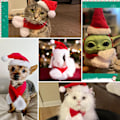 Miniatyrbilde 3 av 5: Julehatt for katt med skjerf, julehatter for katter små hunder julehatt julekostyme for katt kanin valp dukke dekorasjon, rød S
