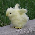 Miniatyrbilde 3 av 5: Påskepynt Påskekvitter kyllinger til påskekurvstoppere C Head Down