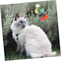 Miniatyrbild 3 av 5: Leksaker för innekatter, kattmynta-fyllda, självunderhållande plyschleksaker, leksaker för kattungars tänder, plyschkattgåvor, tuggleksaker, tecknad kattungeleksak