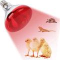 Miniatyrbillede 1 af 5: E27 Infrarød Varmelampe til Kyllinger 220V 100-275 Watt Rød Varmelampe Pære Varmelyspære til Rugemaskine Hønsehus Kyllinger Kæledyr Reptil
