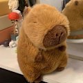 Miniatyrbillede 3 af 3: Capybara Plyslegetøj, Sødt Capybara Udstoppede Dyr, Blød Brun Capybara Plysdyr, Gaver til Drenge og Piger