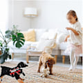 Miniatyrbillede 2 af 5: Blind Hundesele Guiding Device, Blind Hunde Halo, Anti-kollisionsring til kæledyr for at beskytte katte og hunde med blindhed, sløret syn red S