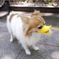 Miniatyrbillede 2 af 5: Anti-bid Andenæb Form Hundemundkurve Anti-kaldt Mundkurv Masker Kæledyr Mundsæt Bidesikker (Gul, M)