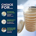 Miniatyrbillede 5 af 5: Kartoffel Dextrose Agar Skål Bakteriel Skål til Svampe, Hjemmetestsæt eller Science Fair Projekt, 10 stk