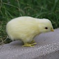 Miniatyrbild 2 av 5: Påskdekorationer Påskkvitterkycklingar till påskkorgstoppare C Head Down